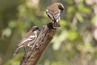 OGP_20071001_2194 white-browed sparrow-weavver.jpg