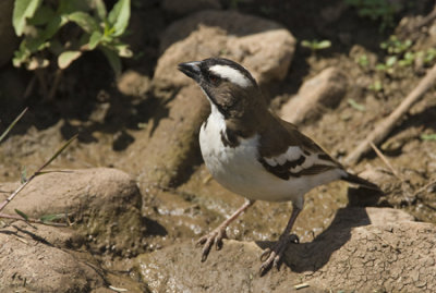OGP_20071001_2221 white-browed sparrow-weaver.jpg