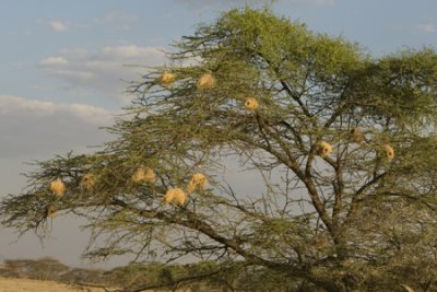 OGP_20071001_2235 weaver nests in Samburu-Kenya.jpg