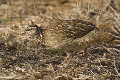 OGP_20071001_2326 Crested Francolin.jpg