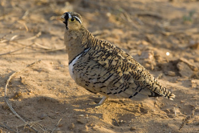 OGP_20071001_2359 Black-faced Sandgrouse.jpg