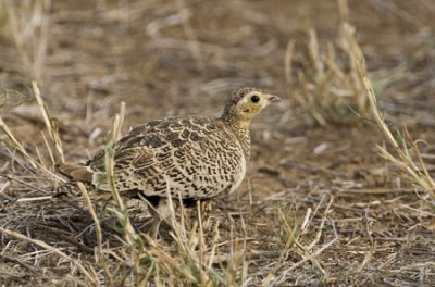 OGP_20071001_2425 lICHTENSTEN'S SANDGROUSE.jpg