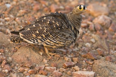 OGP_20071001_2455 Lichtenstein's Sandgrouse.jpg