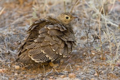 OGP_20071001_2476 Lichtenstein''s Sandgrouse.jpg