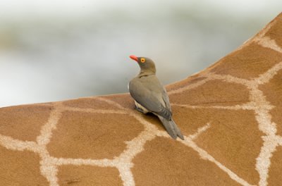 OGP_20071001_2530 red-billed oxpecker.jpg