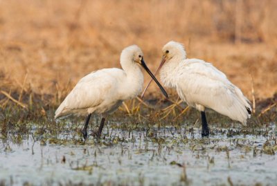 Euroasian Spoonbill