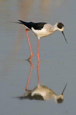 Black-winged  Stilt
