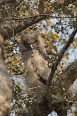 Eagle Owl