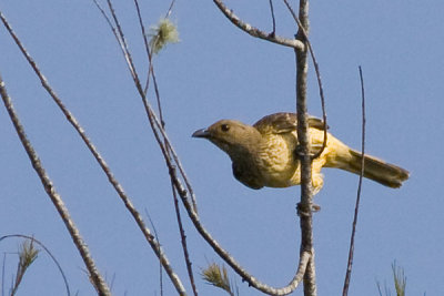 Yellow-breasted bowerbird