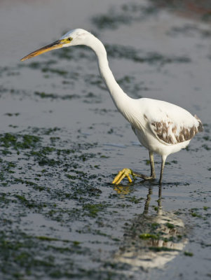 Western reef Egret