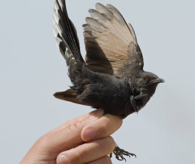 Black Scrub-robin (Cercotrichas podobe)