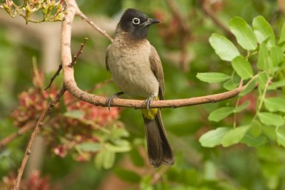 White spectacled Bulbul