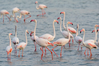 OGP_20080415_0236-flamingo.jpg