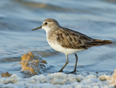 Little Stint