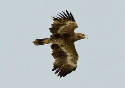 OGP_20080415_0748-steppearend.jpg