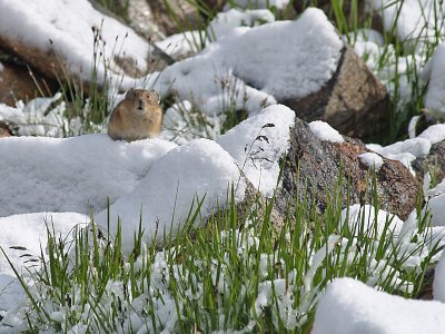 Pika in Snow