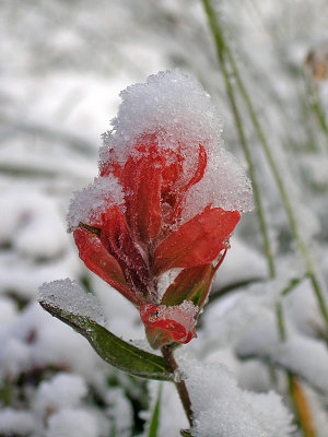 Snow covered Paintbrush