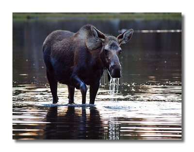 Moose Cow in Sprague Lake