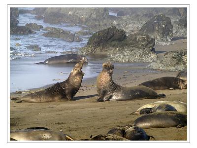 Elephant Seal Battle