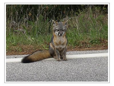 Roadside fox