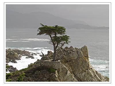 The Lone Cypress