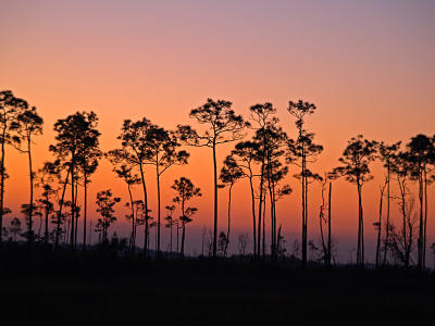 Everglades Sunrise