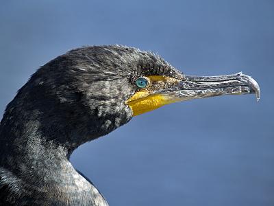 Cormorant