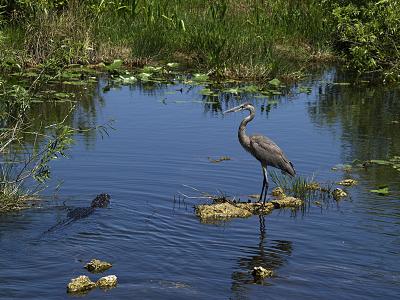The Heron and the Gator