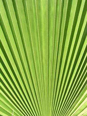 Palm frond