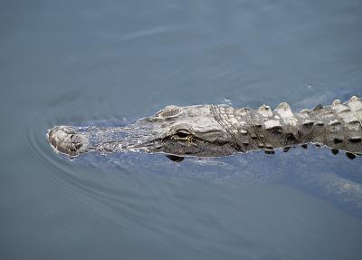 American Alligator