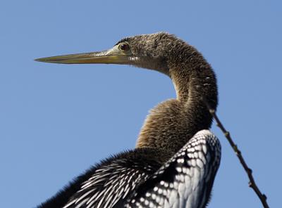 Anhinga