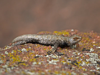 Lizard