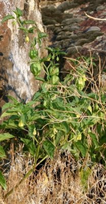 Physalis sp. in flower