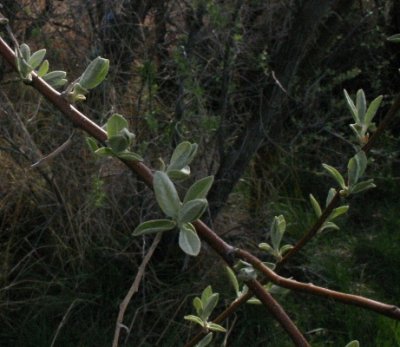 Russian Olive--New Leaves