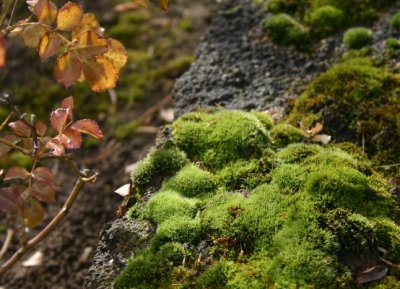 Mossy Corner