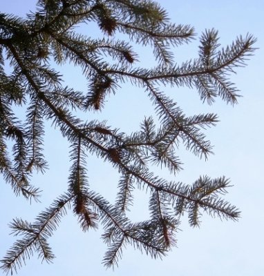Colorado Blue Spruce Bough