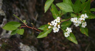 Black Hawthorn