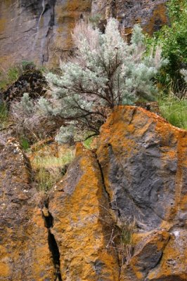 Artemisia on the Rocks