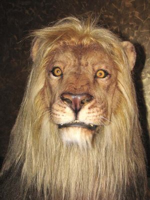 the MGM Lion