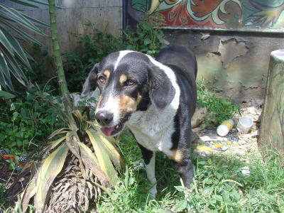 Caracas stray dog