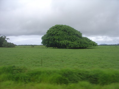 Nadi to Suva bus