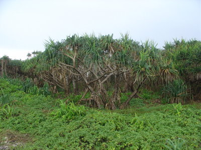 Tonga flora near blowholes