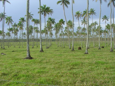 Tonga inland area