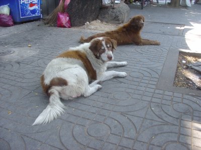 Bangkok stray dogs