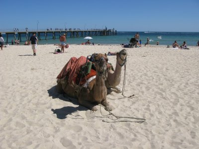 Adelaide camels on Glenelg Beach