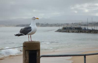 Fisherman's Wharf, Monterey