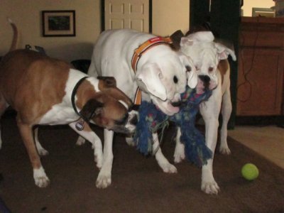 puppers.jpg
