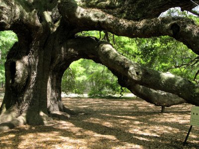 Angel Oak