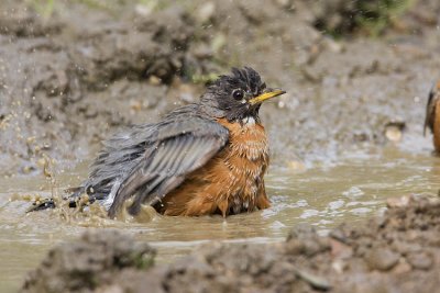 american robin 080308IMG_3389