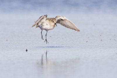 baird's sandpiper 073108IMG_2891